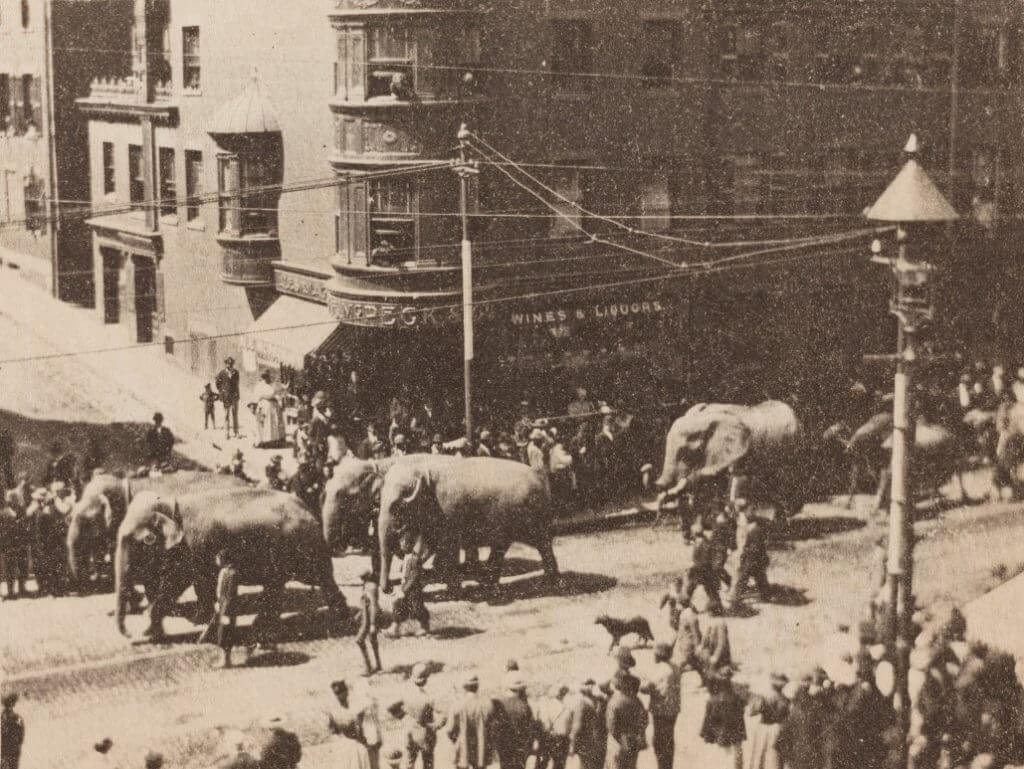 five elephants walking along a Boston street