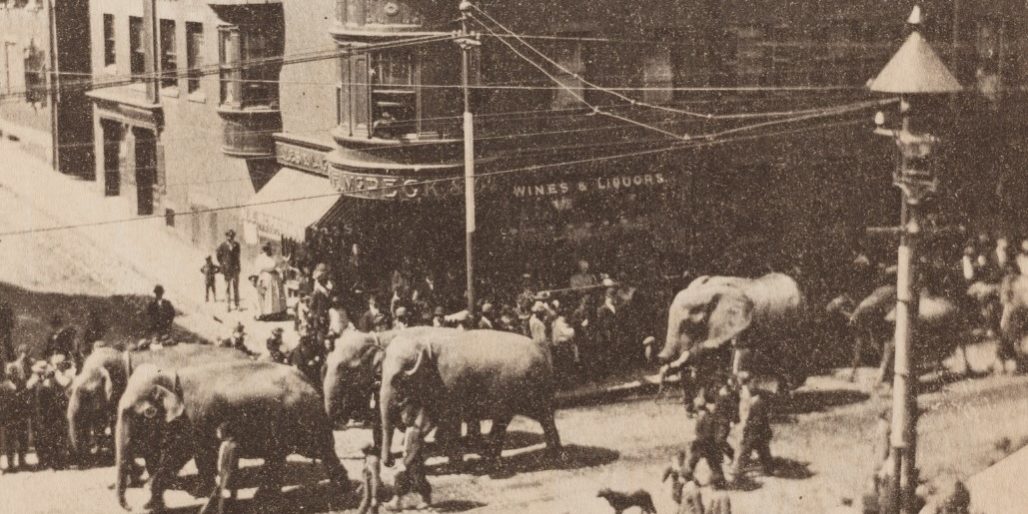 five elephants walking along a Boston street