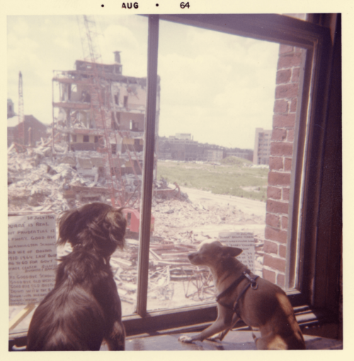 A photograph of two dogs in a window. Through the window, a crane and wrecking ball tear down a building, with rubble underneath it.