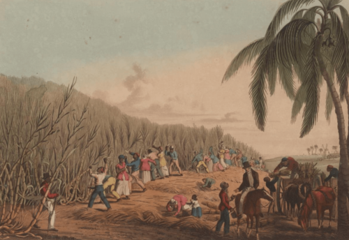 A colored engraving of enslaved African peoples cutting sugar cane in a Caribbean setting.