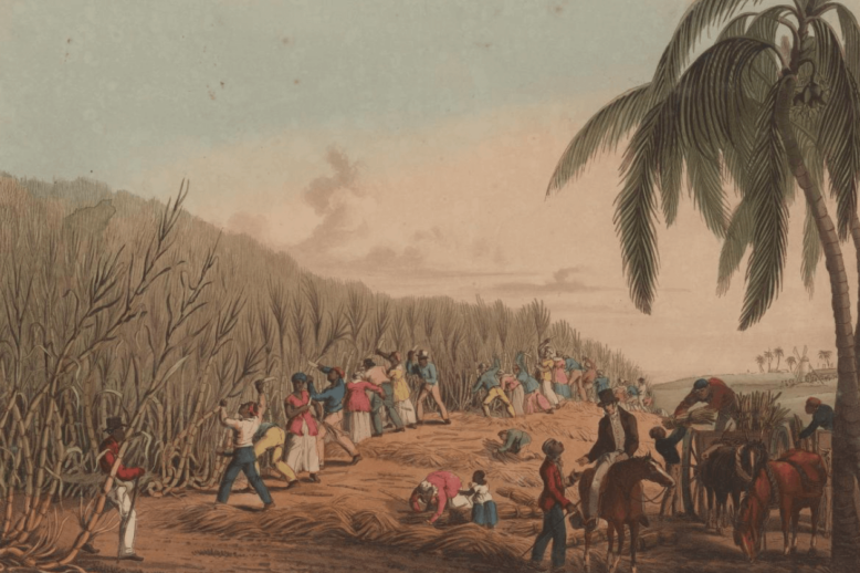 Cutting the Sugar Cane A colored engraving of enslaved African peoples cutting sugar cane in a Caribbean setting.