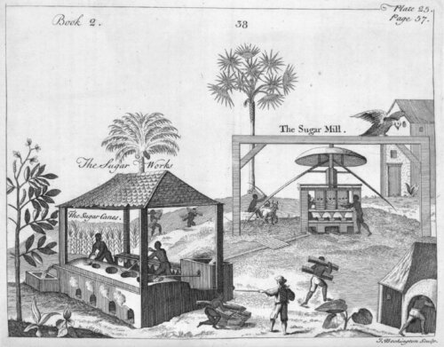 A black and white print of enslaved Africans processing sugar cane at a sugar mill and under a thatched structure. The setting is in the Caribbean, with local palm trees and other flora.