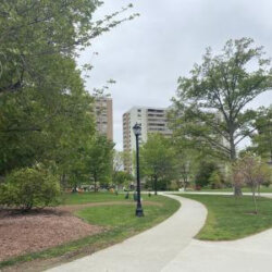 Thoreau Path WE Tree Boston 3