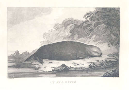 A large sea otter lounging on a beach.