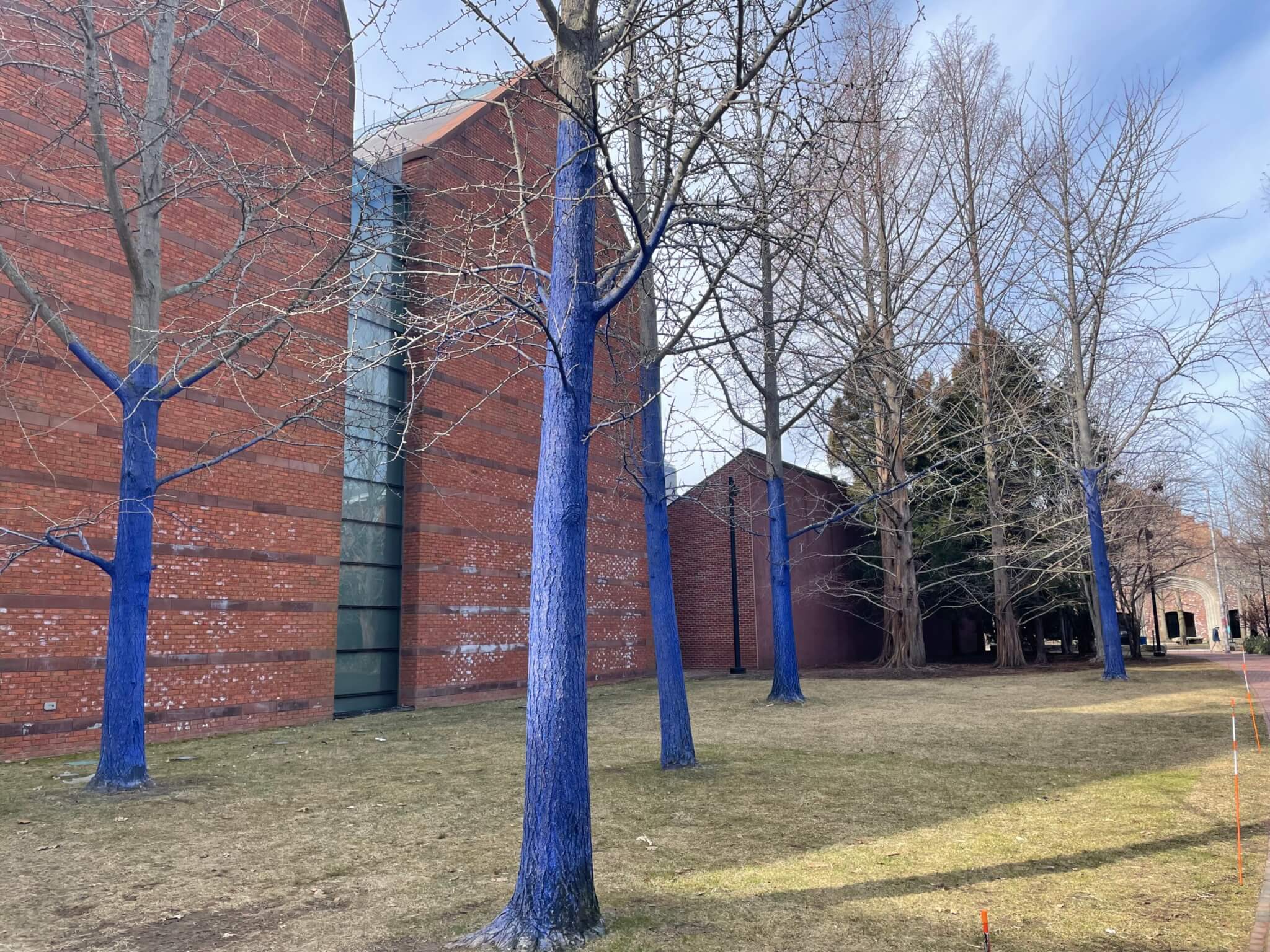 A grassy area with several tall trees the bottom halves painted blue. There is a brick building behind it with pitched roof.