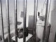 A view of a jail cell through the bars. There is a bed, tv set, and sink visible.