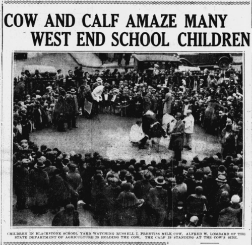A crowd of children stand in a circle around a man milking a cow. The newspaper headline says "Cow and Calf amaze many West End School Children"