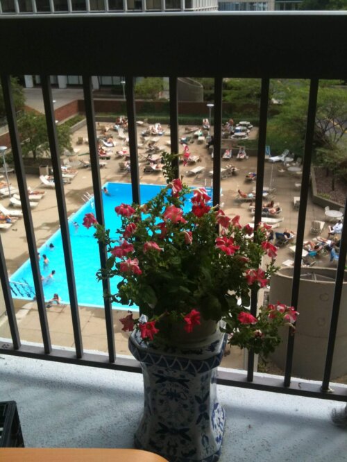 A flower pot on a balcony looking down on a pool deck.