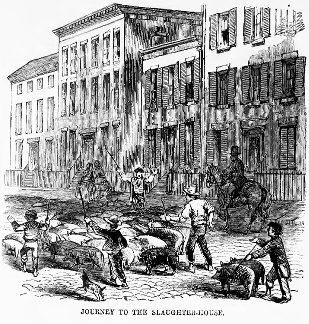 An illustration of a group of men in hats driving hogs down a residential street.